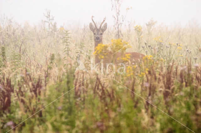 Roe Deer (Capreolus capreolus)