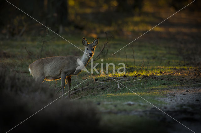 Roe Deer (Capreolus capreolus)