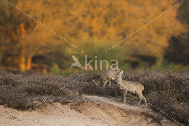 Roe Deer (Capreolus capreolus)