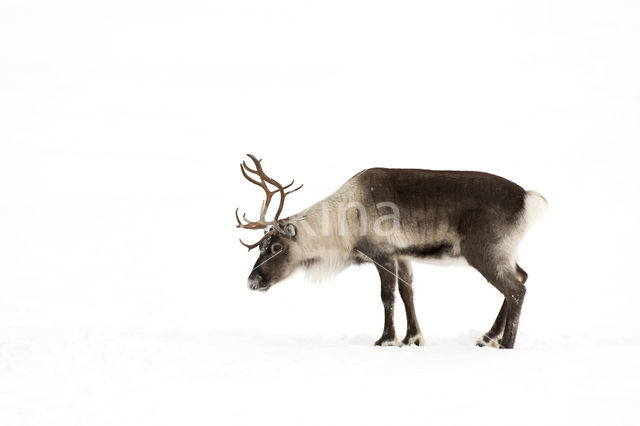 Reindeer (Rangifer tarandus tarandus)
