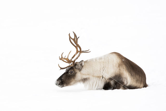 Reindeer (Rangifer tarandus tarandus)