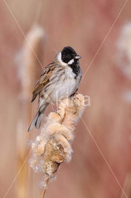 Reed Bunting (Emberiza schoeniclus)