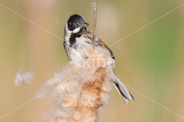 Reed Bunting (Emberiza schoeniclus)