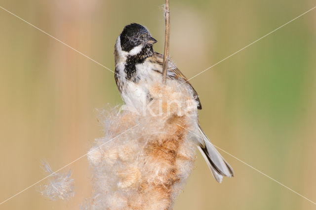 Rietgors (Emberiza schoeniclus)