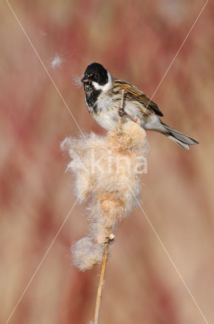 Reed Bunting (Emberiza schoeniclus)