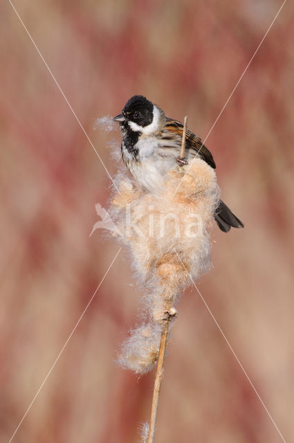 Rietgors (Emberiza schoeniclus)