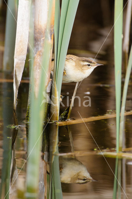 Sedge Warbler (Acrocephalus schoenobaenus)