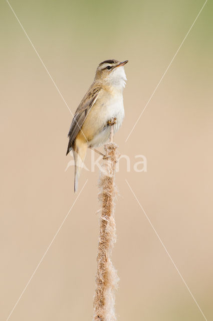 Rietzanger (Acrocephalus schoenobaenus)