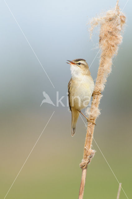 Rietzanger (Acrocephalus schoenobaenus)