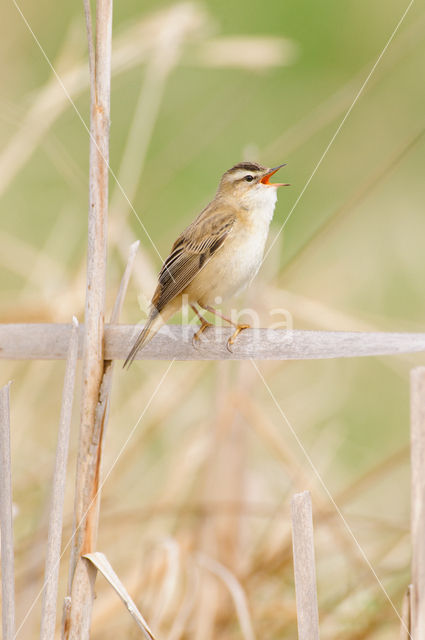 Sedge Warbler (Acrocephalus schoenobaenus)