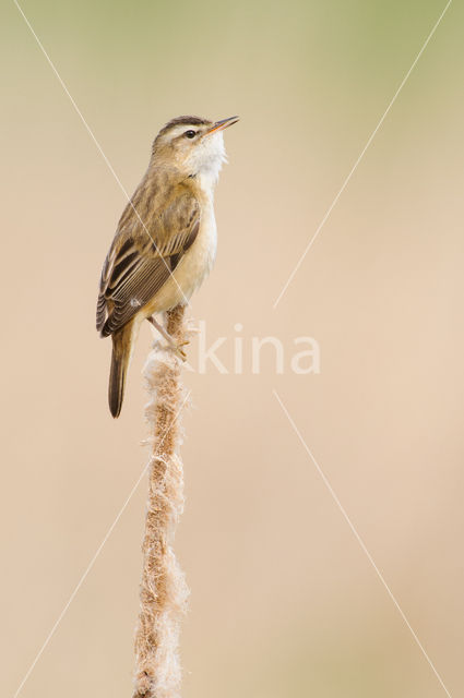 Sedge Warbler (Acrocephalus schoenobaenus)