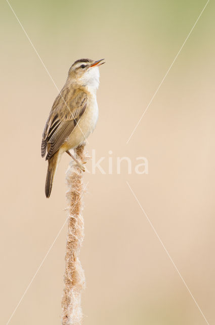 Rietzanger (Acrocephalus schoenobaenus)