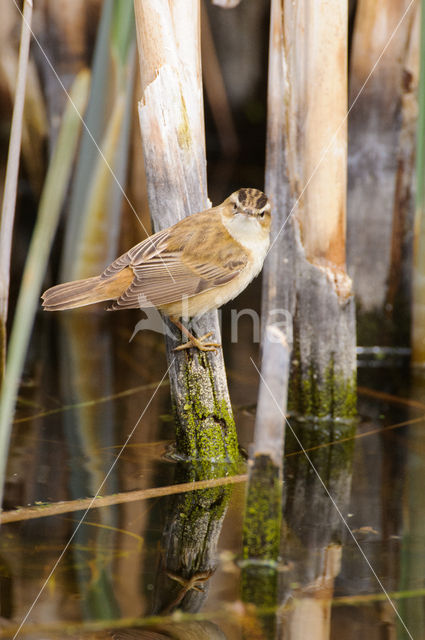 Rietzanger (Acrocephalus schoenobaenus)