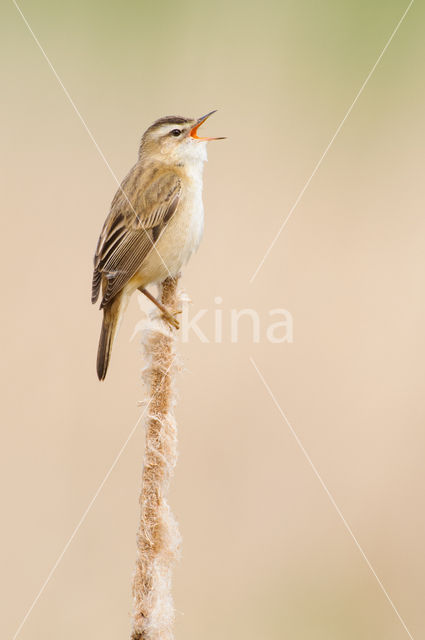 Sedge Warbler (Acrocephalus schoenobaenus)