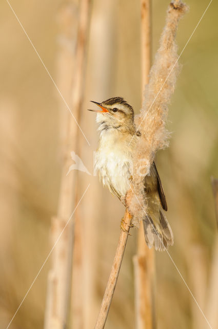 Rietzanger (Acrocephalus schoenobaenus)