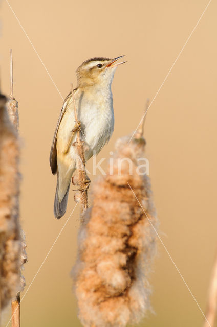 Sedge Warbler (Acrocephalus schoenobaenus)