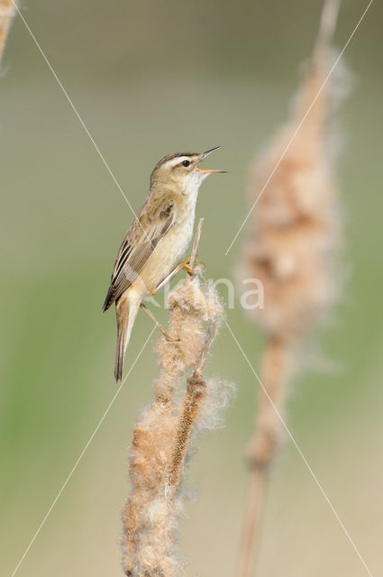 Sedge Warbler (Acrocephalus schoenobaenus)