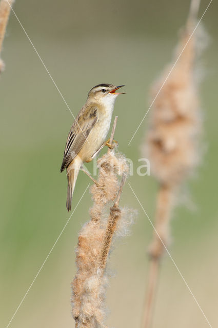 Sedge Warbler (Acrocephalus schoenobaenus)