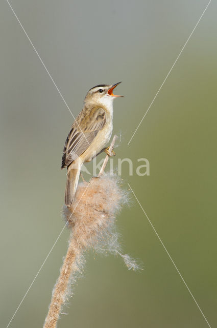 Rietzanger (Acrocephalus schoenobaenus)
