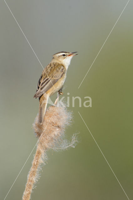Sedge Warbler (Acrocephalus schoenobaenus)