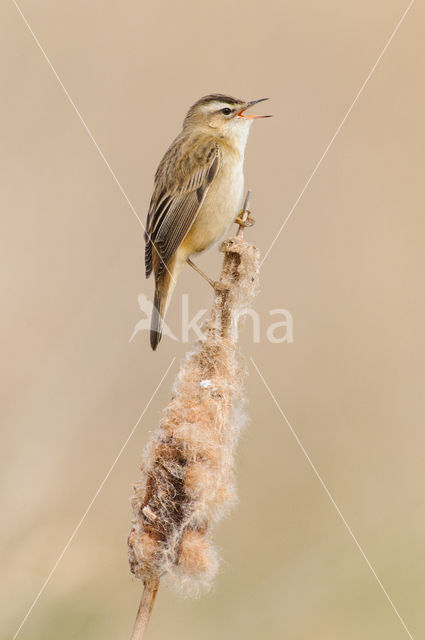 Sedge Warbler (Acrocephalus schoenobaenus)