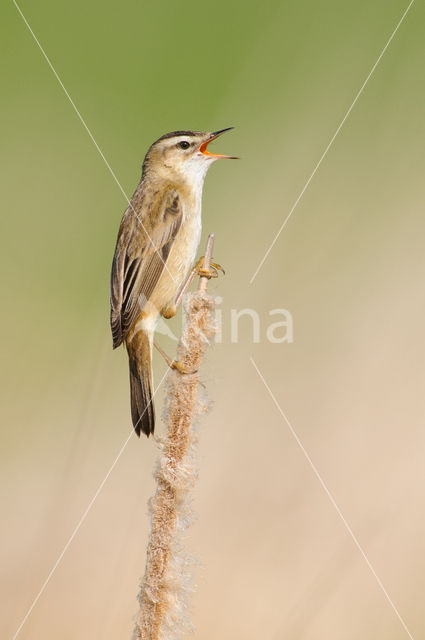 Rietzanger (Acrocephalus schoenobaenus)