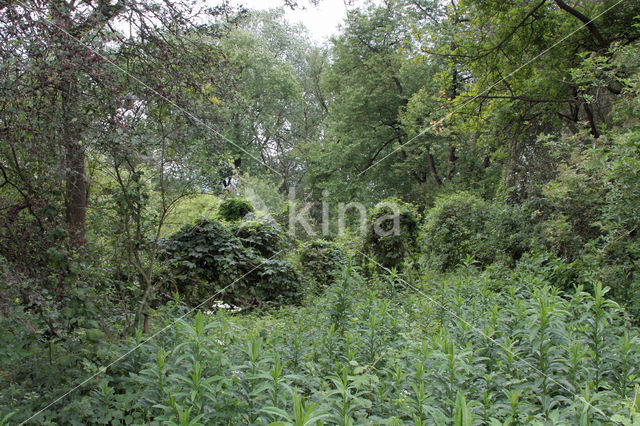 Broad-leaved Ragwort (Senecio fluviatilis)