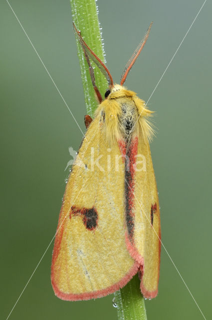 Roodbandbeer (Diacrisia sannio)