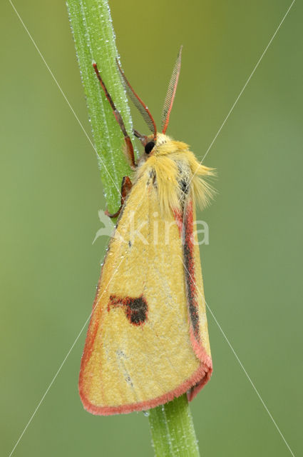 Roodbandbeer (Diacrisia sannio)