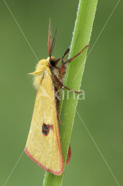 Clouded Buff (Diacrisia sannio)