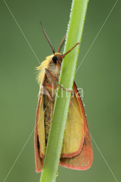 Roodbandbeer (Diacrisia sannio)