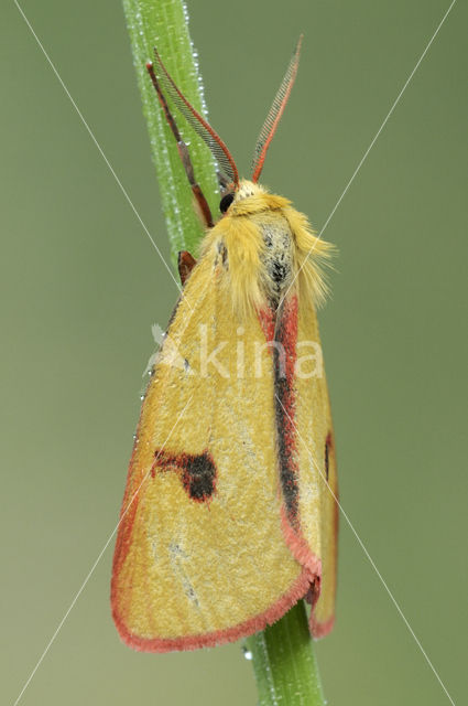 Roodbandbeer (Diacrisia sannio)