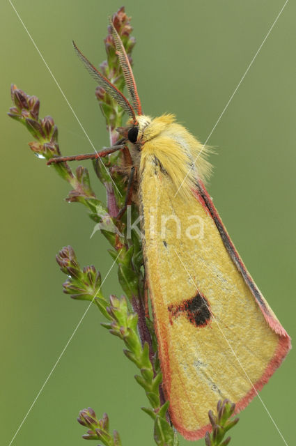 Roodbandbeer (Diacrisia sannio)