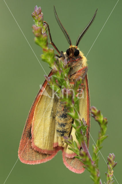 Roodbandbeer (Diacrisia sannio)