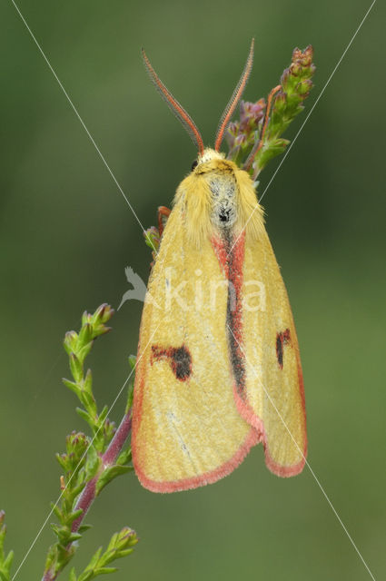 Roodbandbeer (Diacrisia sannio)