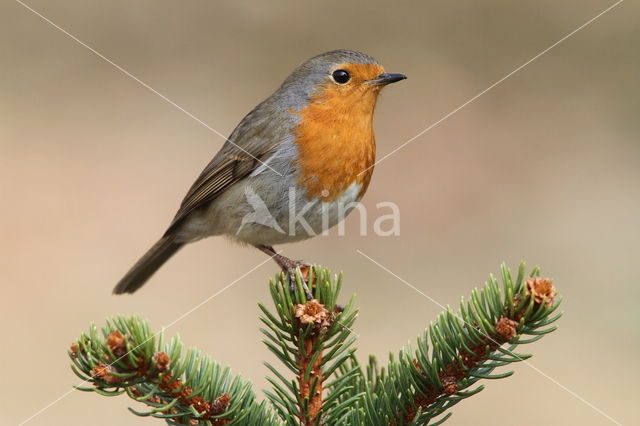 European Robin (Erithacus rubecula)