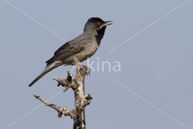 Rueppell's Warbler (Sylvia rueppelli)