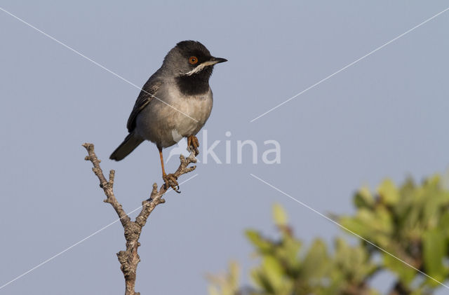 Rueppell's Warbler (Sylvia rueppelli)