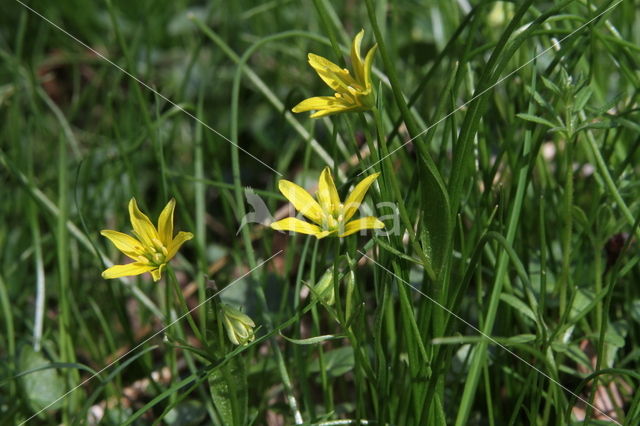 Schedegeelster (Gagea spathacea)