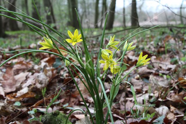 Schedegeelster (Gagea spathacea)