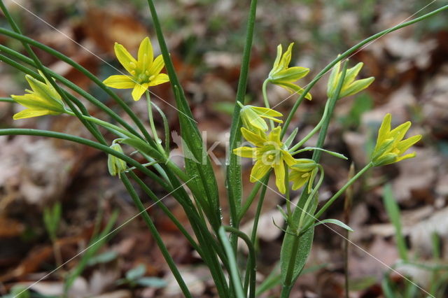 Schedegeelster (Gagea spathacea)