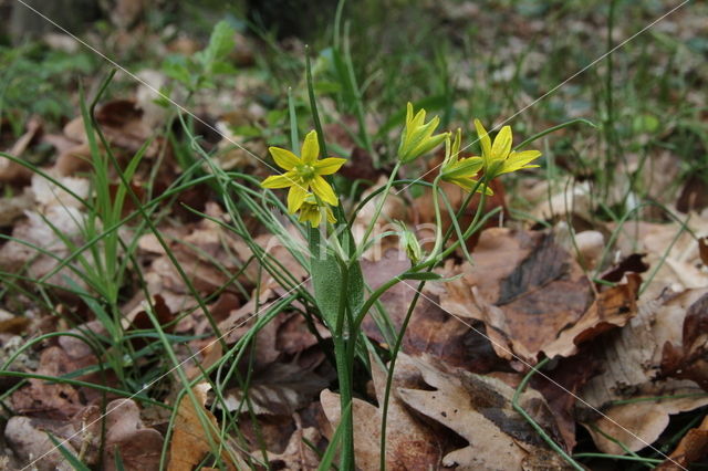 Schedegeelster (Gagea spathacea)