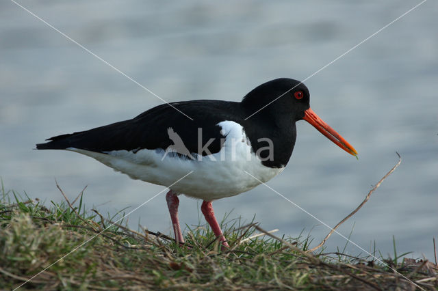 Oystercatcher (Haematopus ostralegus)