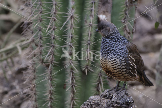 Scaled Quail (Callipepla squamata)