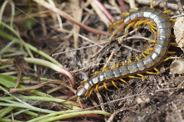 Scolopendra cingulata (rode lijst  IUCN