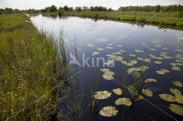 Lilypad White-faced Darter (Leucorrhinia caudalis)
