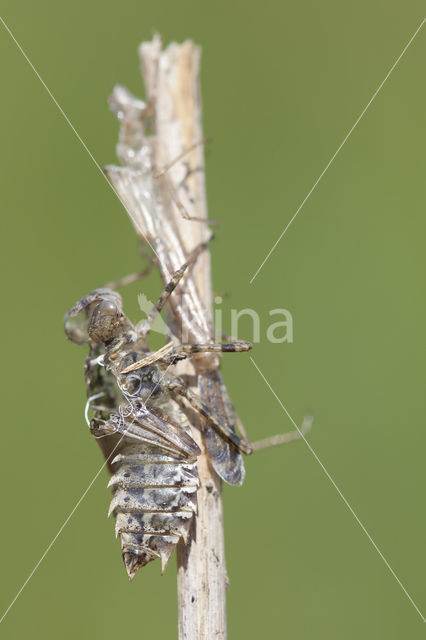 Lilypad White-faced Darter (Leucorrhinia caudalis)
