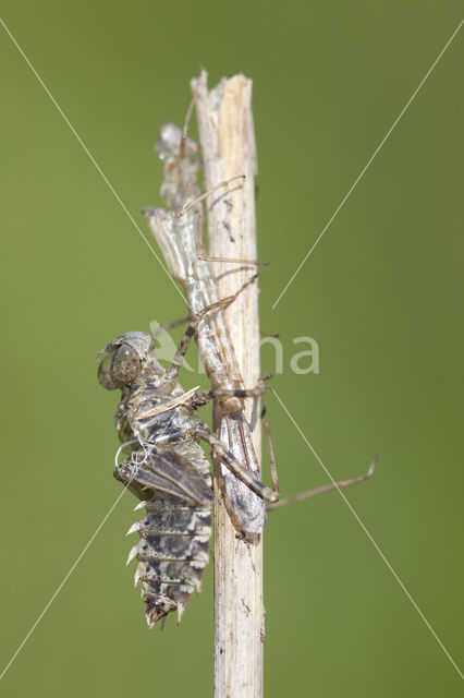 Lilypad White-faced Darter (Leucorrhinia caudalis)