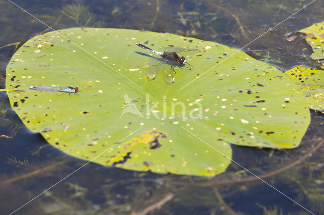 Lilypad White-faced Darter (Leucorrhinia caudalis)