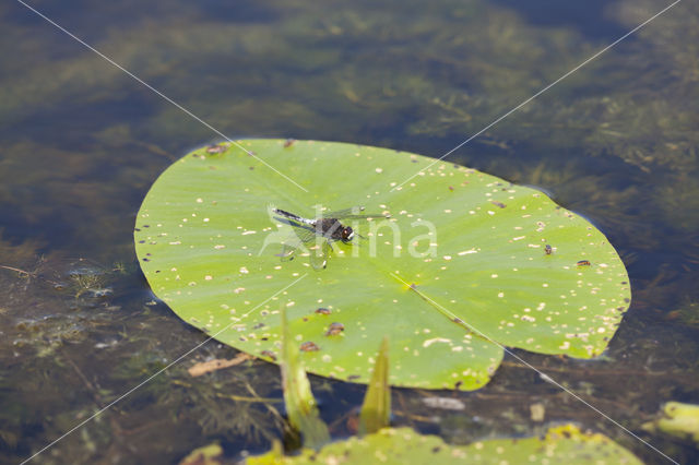 Sierlijke witsnuitlibel (Leucorrhinia caudalis)
